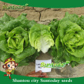 Suntoday vegetal F1 Organic romaine cos orgánico imagen de lechuga a granel plantar semillas (32001)